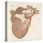 Diagram of a Human Heart-Dodd-Stretched Canvas