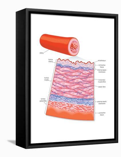 Diagram of an Artery-Encyclopaedia Britannica-Framed Stretched Canvas