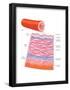 Diagram of an Artery-Encyclopaedia Britannica-Framed Poster