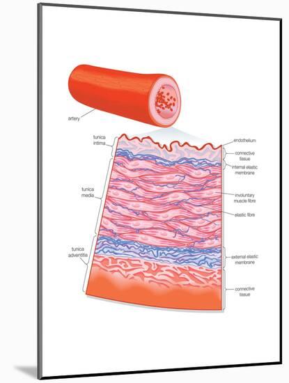 Diagram of an Artery-Encyclopaedia Britannica-Mounted Poster