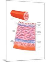 Diagram of an Artery-Encyclopaedia Britannica-Mounted Poster