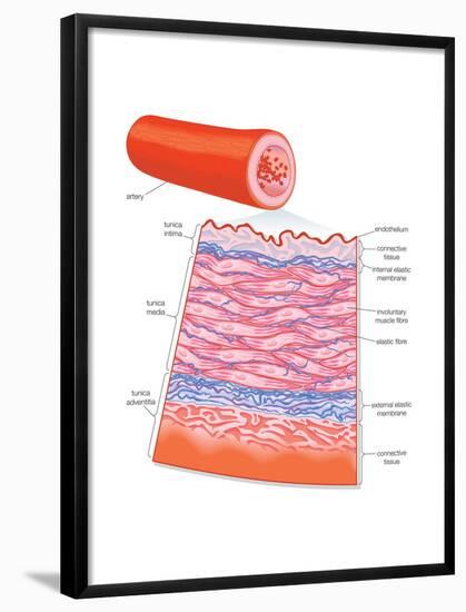 Diagram of an Artery-Encyclopaedia Britannica-Framed Poster