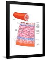 Diagram of an Artery-Encyclopaedia Britannica-Framed Poster