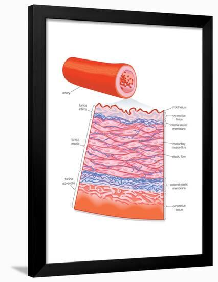 Diagram of an Artery-Encyclopaedia Britannica-Framed Poster