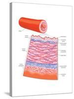 Diagram of an Artery-Encyclopaedia Britannica-Stretched Canvas