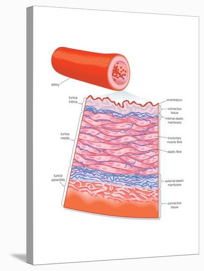 Diagram of an Artery-Encyclopaedia Britannica-Stretched Canvas