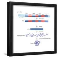 Diagram of Basic Structure of a Gene. Heredity, Genetics-Encyclopaedia Britannica-Framed Poster