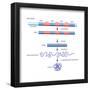 Diagram of Basic Structure of a Gene. Heredity, Genetics-Encyclopaedia Britannica-Framed Poster
