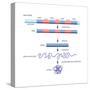 Diagram of Basic Structure of a Gene. Heredity, Genetics-Encyclopaedia Britannica-Stretched Canvas