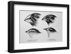 Diagram of Beaks of Galapagos Finches by Darwin-Jeremy Burgess-Framed Photographic Print