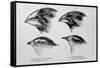 Diagram of Beaks of Galapagos Finches by Darwin-Jeremy Burgess-Framed Stretched Canvas