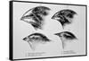 Diagram of Beaks of Galapagos Finches by Darwin-Jeremy Burgess-Framed Stretched Canvas