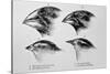 Diagram of Beaks of Galapagos Finches by Darwin-Jeremy Burgess-Stretched Canvas