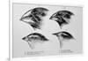 Diagram of Beaks of Galapagos Finches by Darwin-Jeremy Burgess-Framed Photographic Print