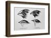 Diagram of Beaks of Galapagos Finches by Darwin-Jeremy Burgess-Framed Premium Photographic Print