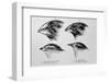 Diagram of Beaks of Galapagos Finches by Darwin-Jeremy Burgess-Framed Premium Photographic Print
