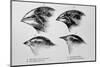 Diagram of Beaks of Galapagos Finches by Darwin-Jeremy Burgess-Mounted Premium Photographic Print