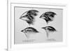 Diagram of Beaks of Galapagos Finches by Darwin-Jeremy Burgess-Framed Photographic Print