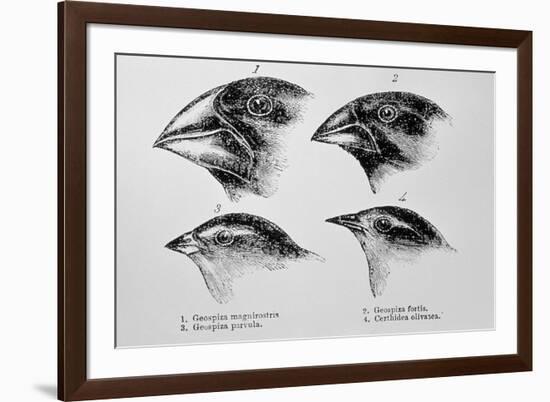 Diagram of Beaks of Galapagos Finches by Darwin-Jeremy Burgess-Framed Photographic Print