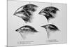 Diagram of Beaks of Galapagos Finches by Darwin-Jeremy Burgess-Mounted Photographic Print