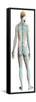 Diagram of Human Nervous System, Posterior View-null-Framed Stretched Canvas