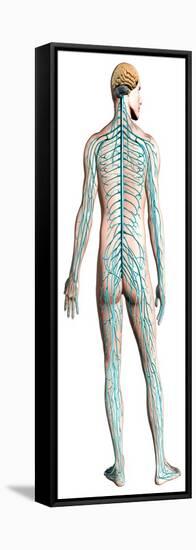 Diagram of Human Nervous System, Posterior View-null-Framed Stretched Canvas