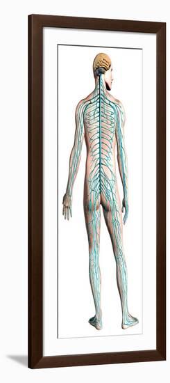 Diagram of Human Nervous System, Posterior View-null-Framed Art Print