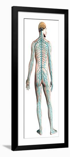 Diagram of Human Nervous System, Posterior View-null-Framed Art Print
