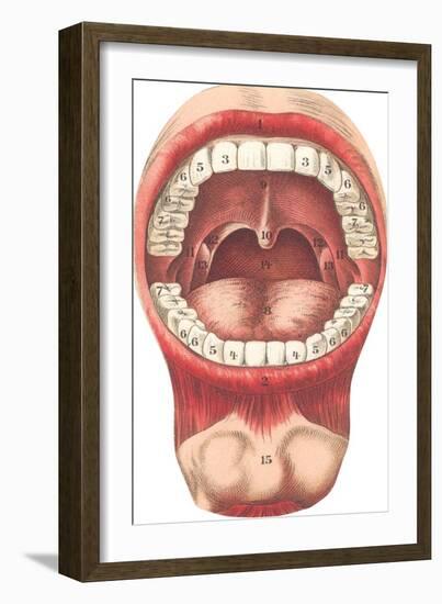 Diagram of Mouth and Teeth-null-Framed Art Print