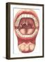 Diagram of Mouth and Teeth-null-Framed Art Print