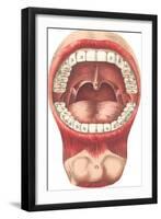 Diagram of Mouth and Teeth-null-Framed Art Print