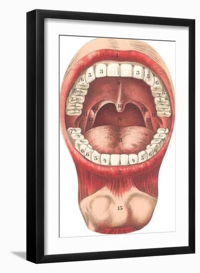 Diagram of Mouth and Teeth-null-Framed Art Print