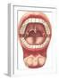 Diagram of Mouth and Teeth-null-Framed Art Print