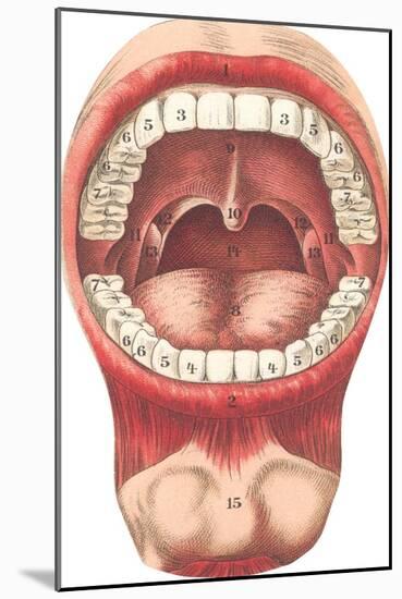 Diagram of Mouth and Teeth-null-Mounted Art Print