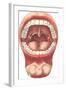 Diagram of Mouth and Teeth-null-Framed Art Print