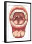 Diagram of Mouth and Teeth-null-Framed Art Print