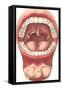 Diagram of Mouth and Teeth-null-Framed Stretched Canvas