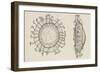 Diagram of Statoblasts, Cristatella Mucedo, Bryozoa, Drawing-null-Framed Giclee Print