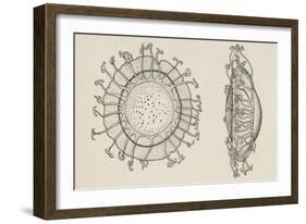 Diagram of Statoblasts, Cristatella Mucedo, Bryozoa, Drawing-null-Framed Giclee Print