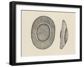 Diagram of Statoblasts, Hyalinella Punctata, Bryozoa-null-Framed Giclee Print