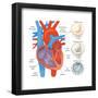 Diagram of the Human Heart - Valve Examples-Encyclopaedia Britannica-Framed Poster