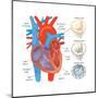 Diagram of the Human Heart - Valve Examples-Encyclopaedia Britannica-Mounted Poster