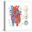 Diagram of the Human Heart - Valve Examples-Encyclopaedia Britannica-Stretched Canvas