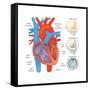 Diagram of the Human Heart - Valve Examples-Encyclopaedia Britannica-Framed Stretched Canvas