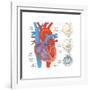 Diagram of the Human Heart - Valve Examples-Encyclopaedia Britannica-Framed Art Print