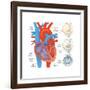 Diagram of the Human Heart - Valve Examples-Encyclopaedia Britannica-Framed Art Print