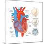 Diagram of the Human Heart - Valve Examples-Encyclopaedia Britannica-Mounted Art Print