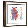 Diagram of the Human Heart - Valve Examples-Encyclopaedia Britannica-Framed Art Print