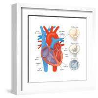 Diagram of the Human Heart - Valve Examples-Encyclopaedia Britannica-Framed Art Print