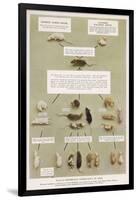 Diagram Using Real Mice to Show Mendel's Inheritance in Mice Theory-A.d. Darleishire-Framed Art Print